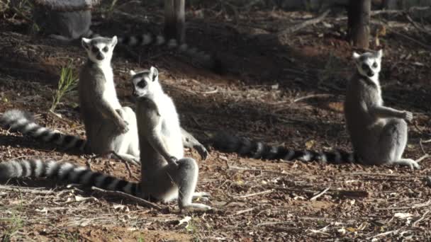 Three Catta Lemurs Sunbathing Morning Light Moving Theirs Heads Simultaneously — Stock video