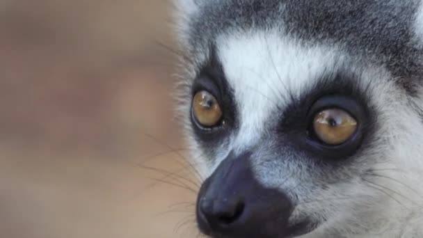 Ring Tailed Lemur Turns Head Camera Back Close Shot Face — Stock Video