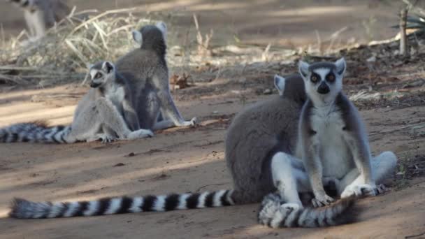 Dört Halka Kuyruklu Lemuru Kumlu Bir Yolun Gölgesinde Dinlenirken Bir — Stok video