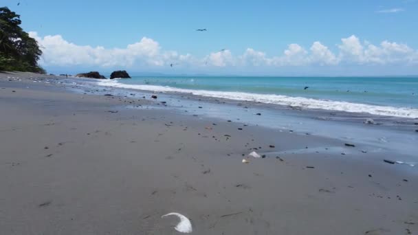 Pelicans Diving Waves Pan Dulce Beach Osa Peninsula Costa Rica — 비디오