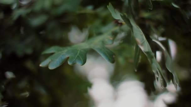 Light Wind Breeze Trough Green Oak Leaves — Stockvideo