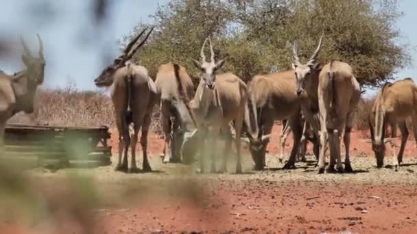 Några Antiloper Som Står Och Äter Matningsstation Solen Skiner Och — Stockvideo