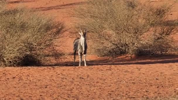 Antelope Standing Alone Desert Looking Camera Namibia Africa — стоковое видео