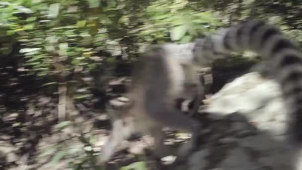 Ring Tailed Lemur Raises Rock Madagascan Forest Starts Shake Young — Vídeo de stock