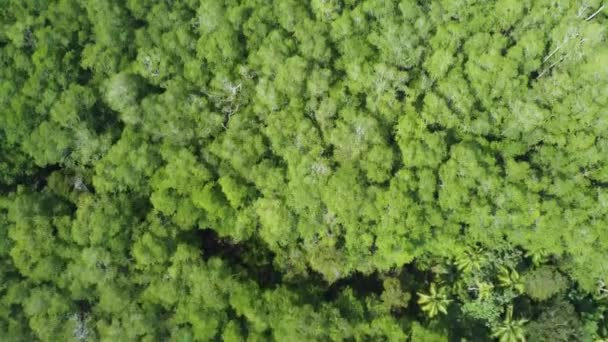 Kosta Rika Daki Balina Kuyruğu Plajının Güzel Eğik Drone Görüntüsü — Stok video