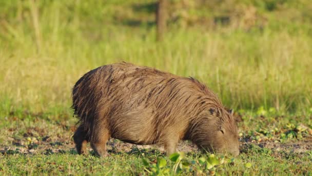 Hungry Capybara Hydrochoerus Hydrochaeris Grazing Grassy Field Feasting Surrounding Vegetation — Stockvideo