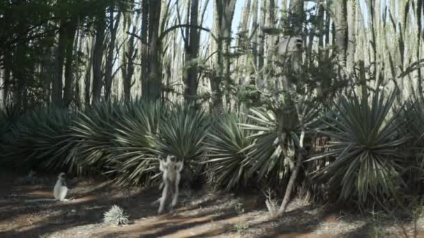 Deux Sifakas Verreaux Reposant Sur Sol Avance Sautant Dessus Sol — Video