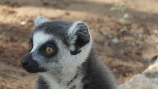 Ring Tailed Lemur Turning Head Left Right Several Times Medium — Stock video