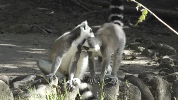 Halka Kuyruklu Lemuru Birbirine Sarılıyor Biri Uzaklaşıyor Diğeri Kürk Yalayarak — Stok video