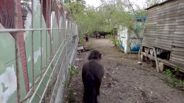 Cute Ponies Running Gated Area Nerja Spain Small Horses Playing — Stock Video