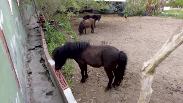 Cute Ponies Gated Area Nerja Chickens Running Area Small Horse — Stock Video