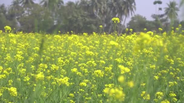 Mustard Flowers Blooming Vast Field — Stock Video