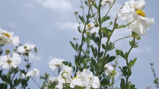 Beau Jardin Avec Des Fleurs Blanches Printemps — Video