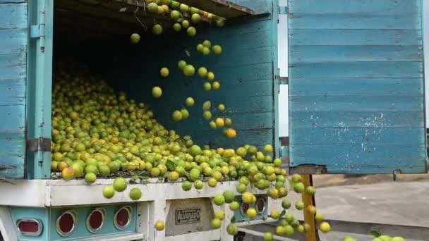 Caminhão Cheio Laranjas Jogando Frutas Enfardadeira Como Uma Chuva Cítricos — Vídeo de Stock