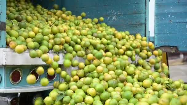 Camión Lleno Naranjas Vomitando Las Frutas Empacadora — Vídeo de stock