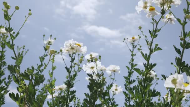 Белые Цветы Лугу — стоковое видео