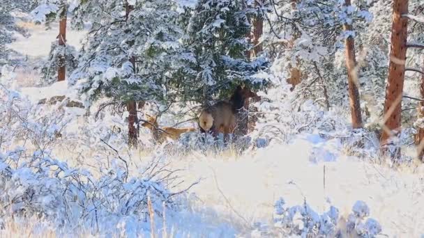 Elch Und Kalb Stehen Rande Eines Kiefernwaldes Und Feldes Mit — Stockvideo