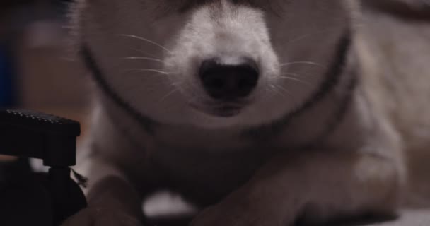 Zblízka Husky Sedící Podlaze Husky Pes Odpočívá Pohovce Krásné Oči — Stock video