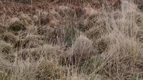 Close Dry Moorland Grass Field Lancashire England — Stock video