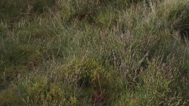 Eine Nahaufnahme Von Trockenem Moorgras Auf Einem Feld Lancashire England — Stockvideo