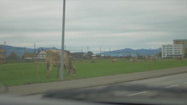 Conduire Une Voiture Sur Route — Video