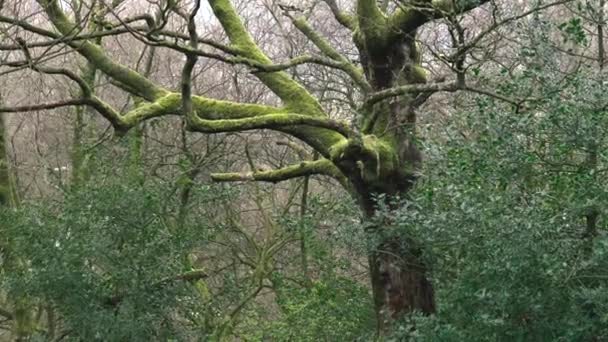 Nahaufnahme Eines Alten Baumes Einem Englischen Waldgebiet — Stockvideo