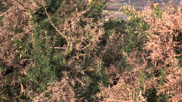 Eine Nahaufnahme Von Stacheligen Überwucherten Ästen Einem Großen Busch — Stockvideo