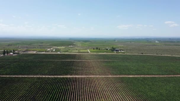 Nachhaltiger Landwirtschaftlicher Weinberg Uco Tal Argentinien Luftfahrt — Stockvideo