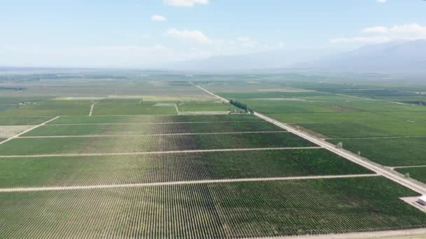 Vinho Cultivando Campos Agrícolas Dia Ensolarado Vista Aérea — Vídeo de Stock