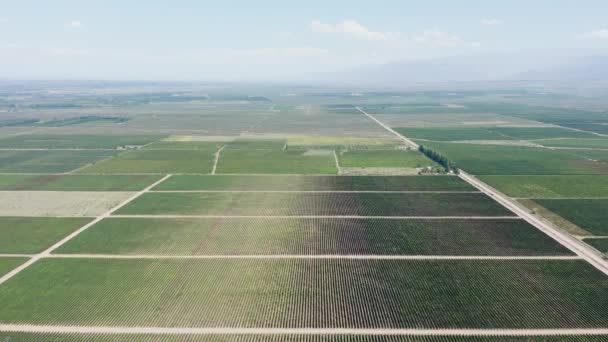 Enormes Vinhedos Campos Agrícolas Uco Valley Aviação — Vídeo de Stock