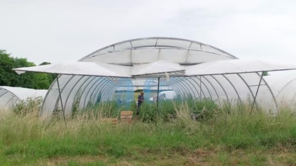 Establishing Shot Farmer Cultivating Fresh Vegetables Greenhouse Food Industry — Stock Video