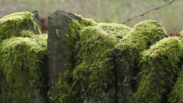 Eine Alte Steinmauer Mit Hellgrünem Moos Bedeckt — Stockvideo