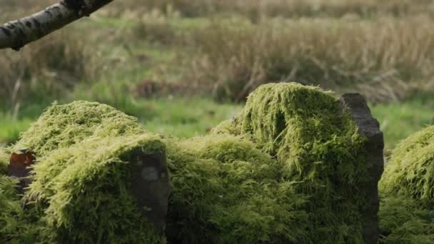 Una Vieja Pared Piedra Cubierta Musgo Verde Brillante — Vídeos de Stock