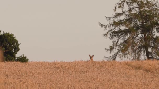 Cervo Nel Campo Orzo Che Corre Dietro Una Collina — Video Stock