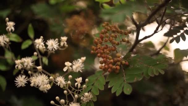 夢のようなヴィンテージレンズで撮影された白い花と赤いローワンベリー — ストック動画
