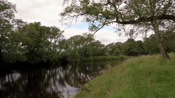 Gentle River Next Grassy Shore Trees — Stock Video