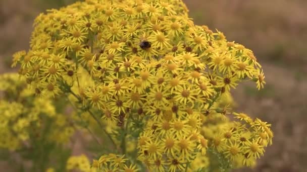 Bumblebee Yellow Flowered Ragwort Pant Знімався Лінзою Vintage — стокове відео