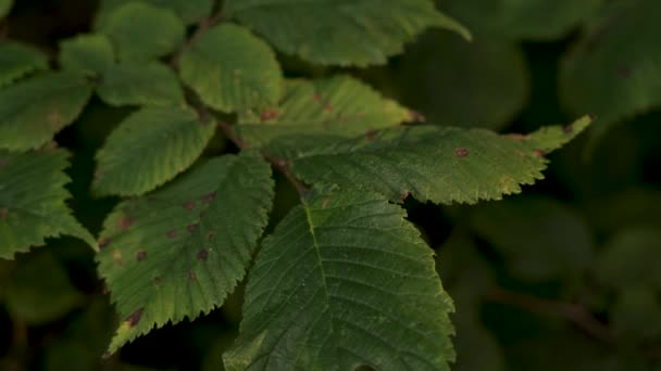 Primer Plano Las Hojas Verdes — Vídeos de Stock