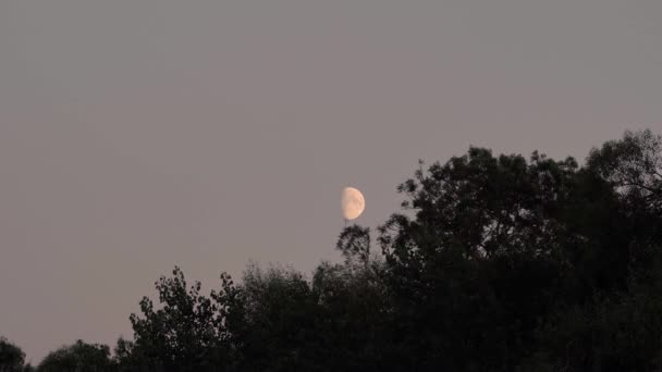 Mond Über Bäumen Der Dämmerung — Stockvideo