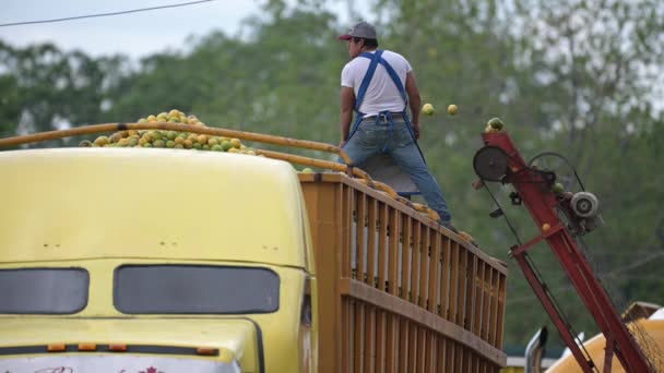 Naranjas Cinta Empacadora Llenando Camión Amarillo — Vídeos de Stock