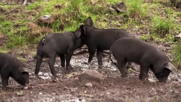 Smågrisar Som Åker Tillsammans Leran — Stockvideo