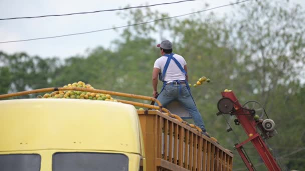 Naranjas Cinta Empacadora Llenando Camión — Vídeos de Stock