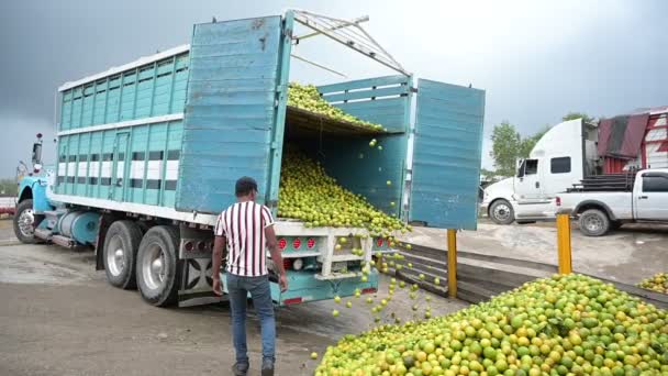 Camión Movimiento Lleno Naranjas Vomitando Las Frutas Empacadora — Vídeos de Stock