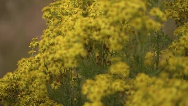 Yellow Flowered Ragwort Vintage Lenslerle Çekilmiş Yakın Görüntüsü — Stok video