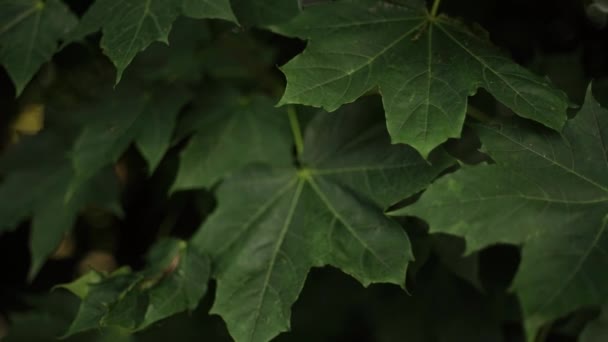 Panning Sycamore Leaves Točený Ročníku Objektivu — Stock video