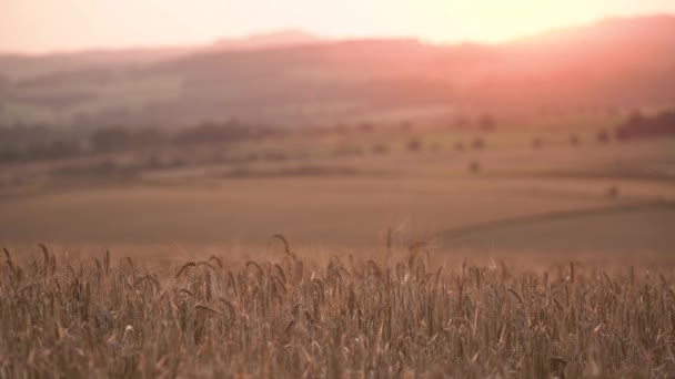Barley Περικοπή Πεδία Golden Hour Sunset — Αρχείο Βίντεο