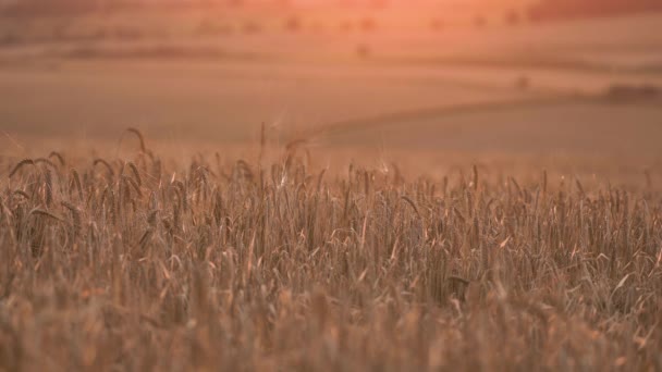 Barley Καλλιέργειες Ένα Απογευματινό Ηλιοβασίλεμα — Αρχείο Βίντεο