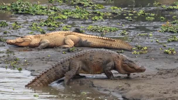 Muggar Krokodýl Plazící Vody Břeh Řeky Národním Parku Chitwan Nepálu — Stock video