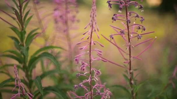 Gros Plan Violet Rosebay Willowherb Filmé Sur Vintage Lens — Video