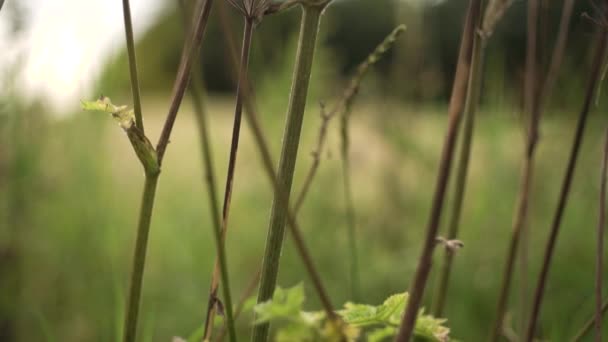 Caracol Uma Planta Gigante Ervas Daninhas Outono Campo Filmado Uma — Vídeo de Stock